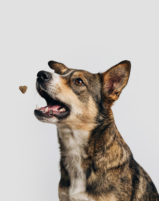 Probiotics for Dogs aanvullend diervoeder voor honden voor de spijsvertering, het spijsverteringsstelsel en weerstand Oggo 180 g - 3
