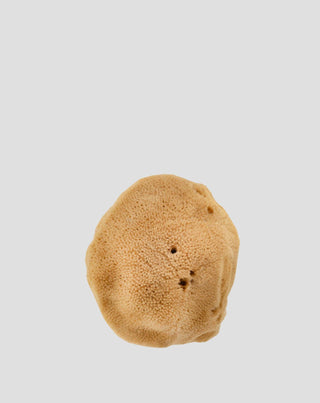 Natuurlijke bruine zee spons 9,5 cm 02F hypoallergeen en antibacterieel Hhuumm_3 - 3