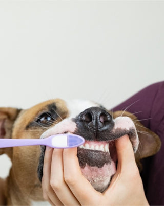 Tandpasta voor honden met kokosnoot-banaan die geur neutraliseert en tandsteen verwijdert, Auna For Fauna, 30 ml - 2